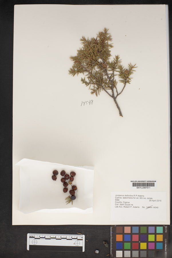 Juniperus oxycedrus subsp. oxycedrus image