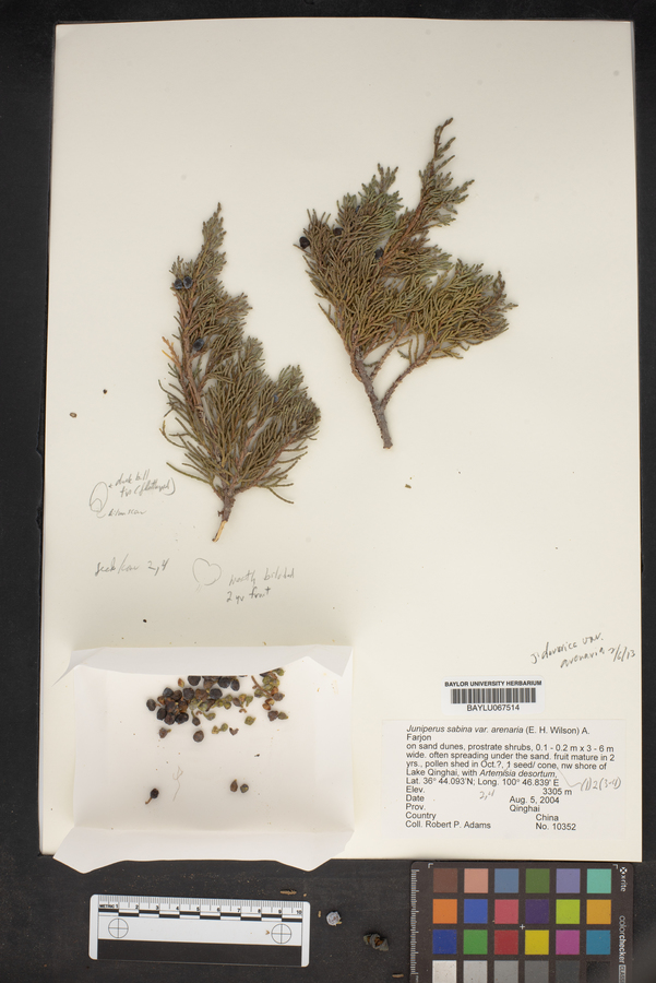 Juniperus sabina var. arenaria image