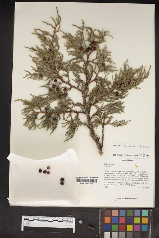 Juniperus convallium image