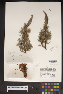 Juniperus convallium image