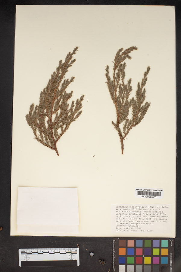 Juniperus recurva var. coxii image