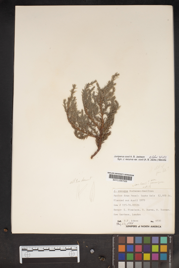 Juniperus recurva image