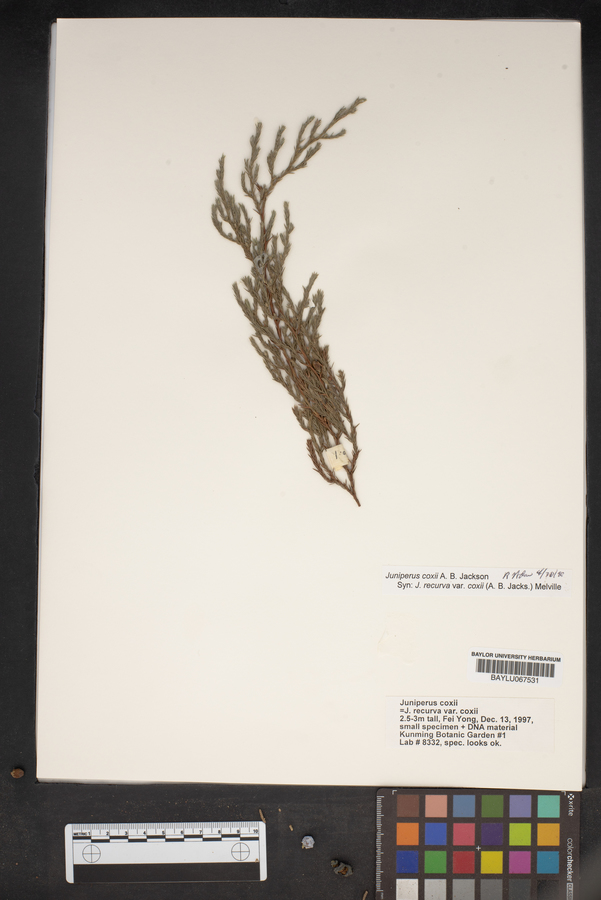 Juniperus recurva var. coxii image