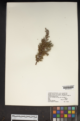 Juniperus communis var. saxatilis image