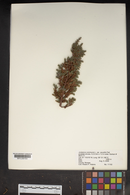 Juniperus communis var. saxatilis image