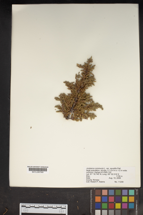 Juniperus communis var. saxatilis image