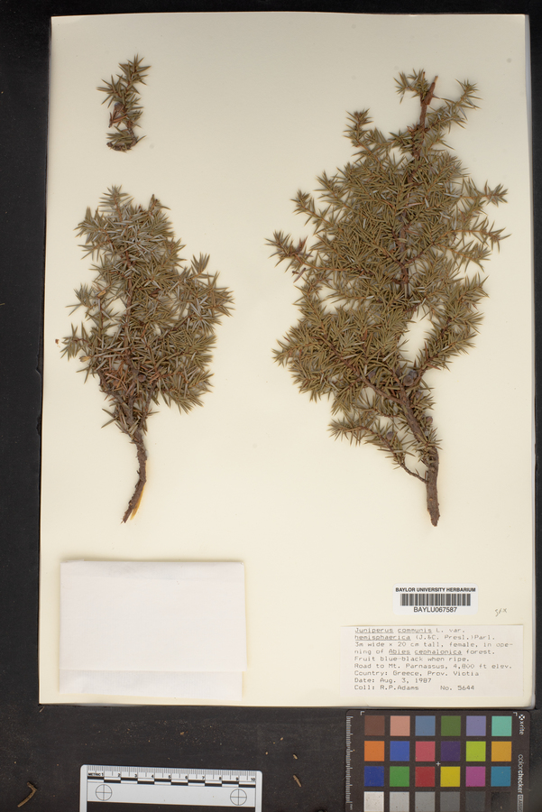 Juniperus communis var. communis image