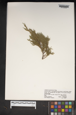 Juniperus scopulorum image