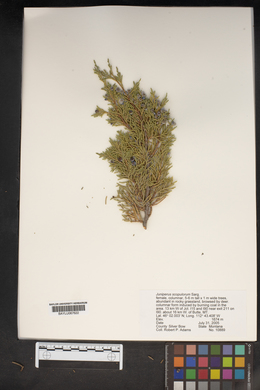 Juniperus scopulorum image