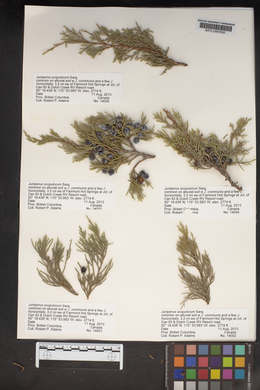 Juniperus scopulorum image