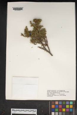 Juniperus communis var. saxatilis image