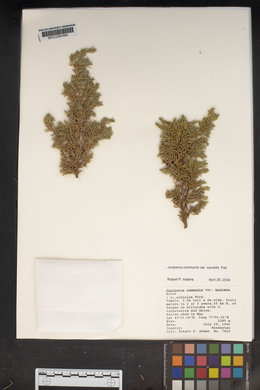 Juniperus communis var. saxatilis image