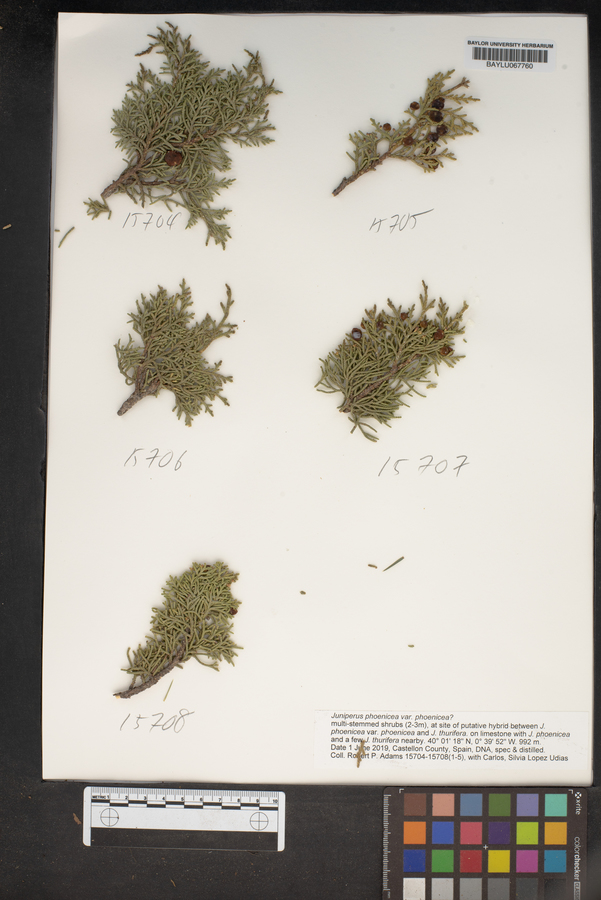 Juniperus phoenicea var. phoenicea image