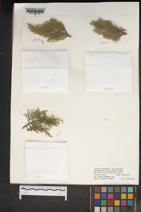 Juniperus phoenicea image