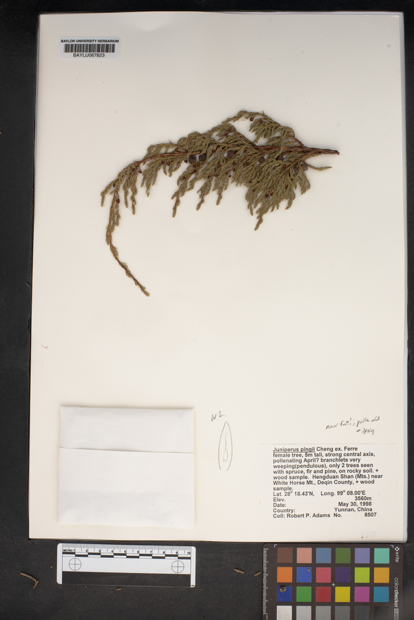 Juniperus pingii image