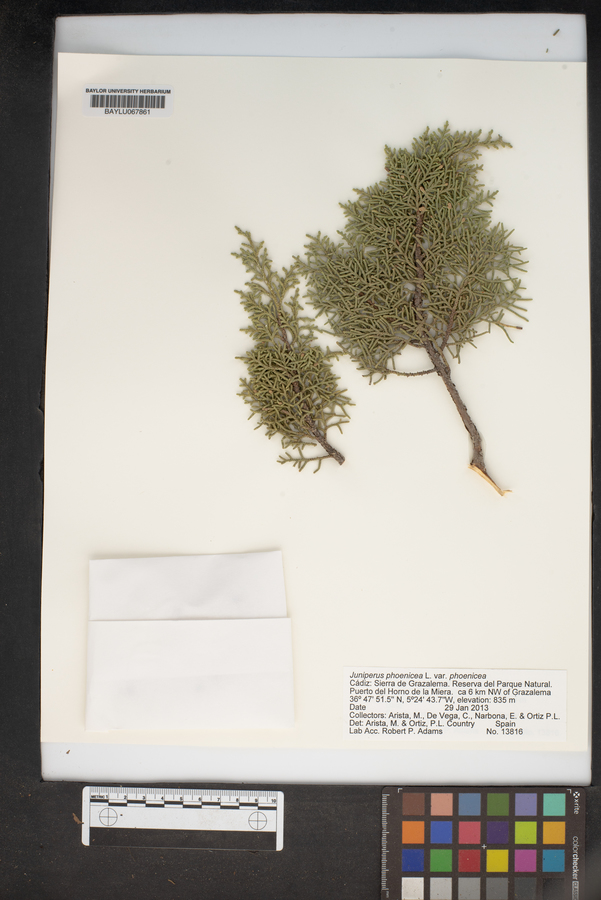 Juniperus phoenicea var. phoenicea image