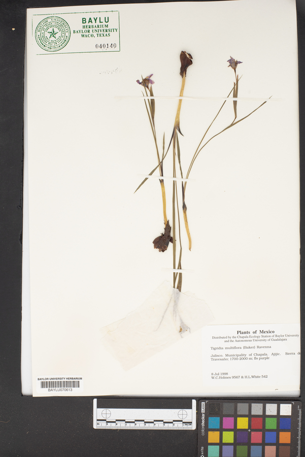Tigridia multiflora image