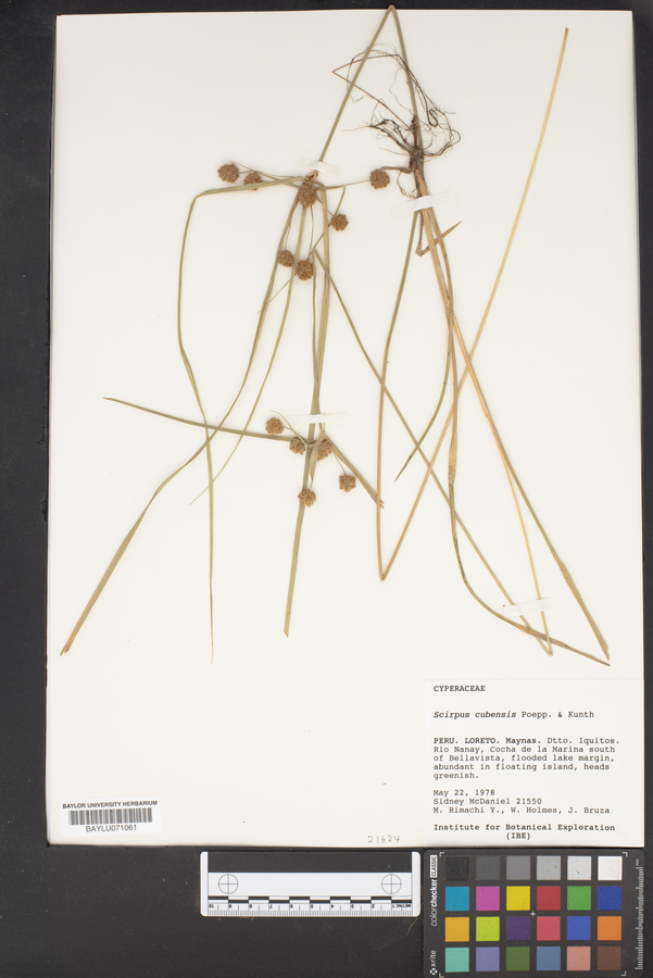 Scirpus cubensis image