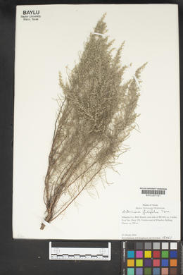Artemisia filifolia image