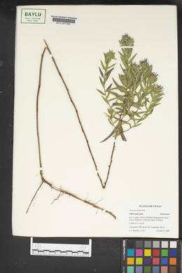 Symphyotrichum praealtum image