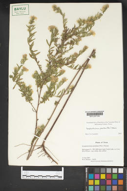 Symphyotrichum praealtum image