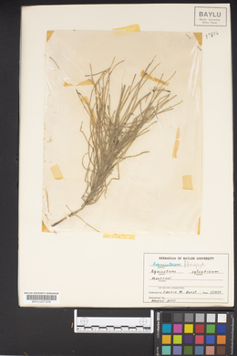 Equisetum sylvaticum image