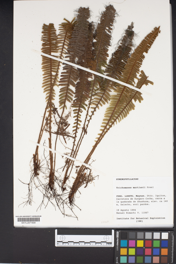 Trichomanes martiusii image