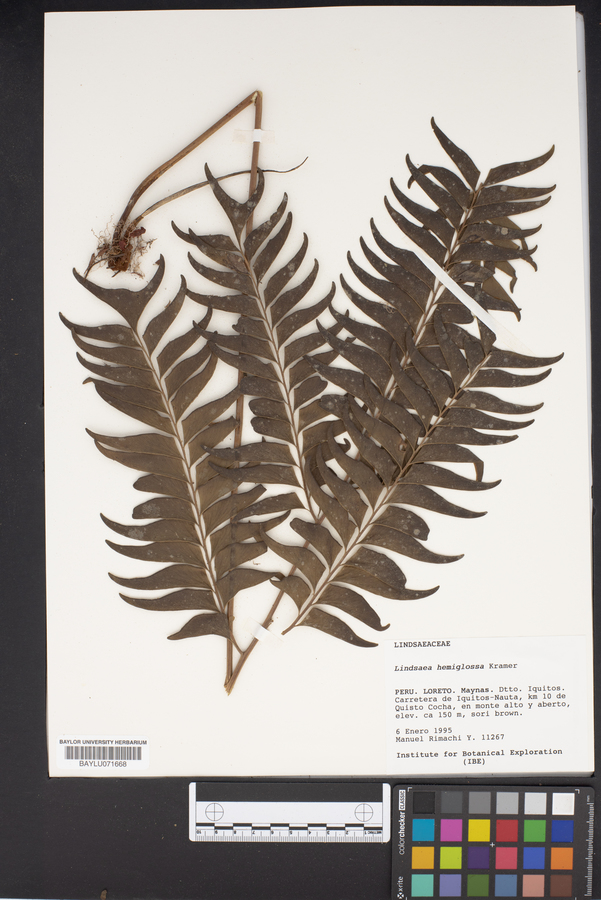 Lindsaea hemiglossa image