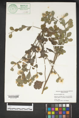 Baccharis dioica image