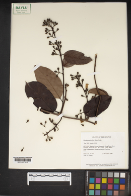 Image of Maripa paniculata