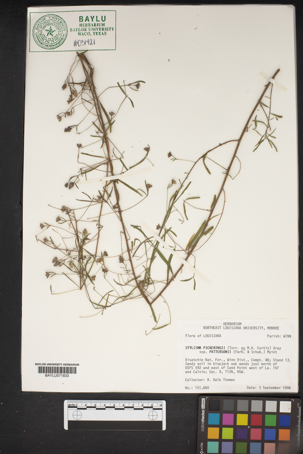 Stylisma pickeringii image