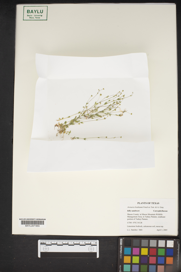 Arenaria benthamii image