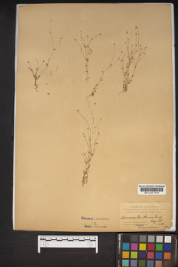 Arenaria benthamii image