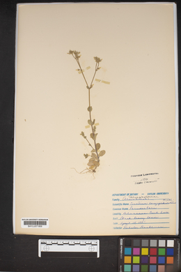 Cerastium longipedunculatum image
