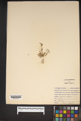 Cerastium longipedunculatum image