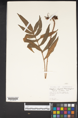 Polypodium colysoides image