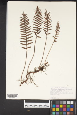 Polypodium lepidotrichum image