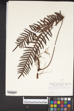 Polypodium lepidotrichum image