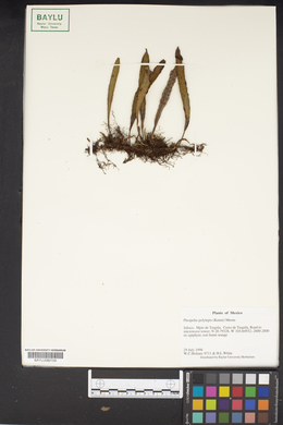 Pleopeltis polylepis image