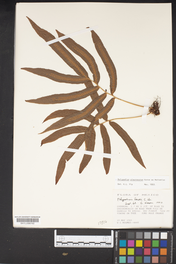 Polypodium pleurosorum image
