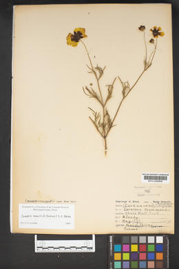 Coreopsis wrightii image