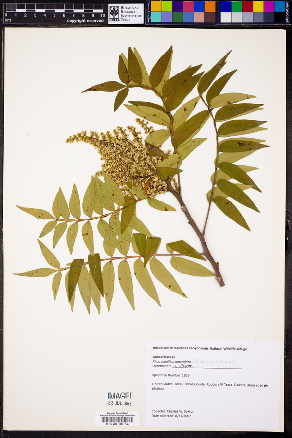 Rhus lanceolata image