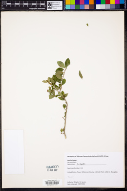 Ilex vomitoria image