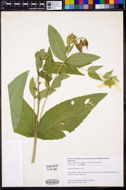 Silphium asteriscus var. simpsonii image