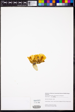 Opuntia phaeacantha image