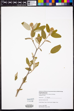 Croton alabamensis var. texensis image