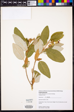 Croton alabamensis var. texensis image