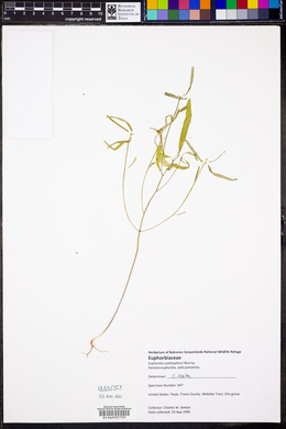 Euphorbia cyathophora image