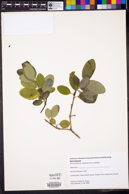 Garrya ovata subsp. lindheimeri image