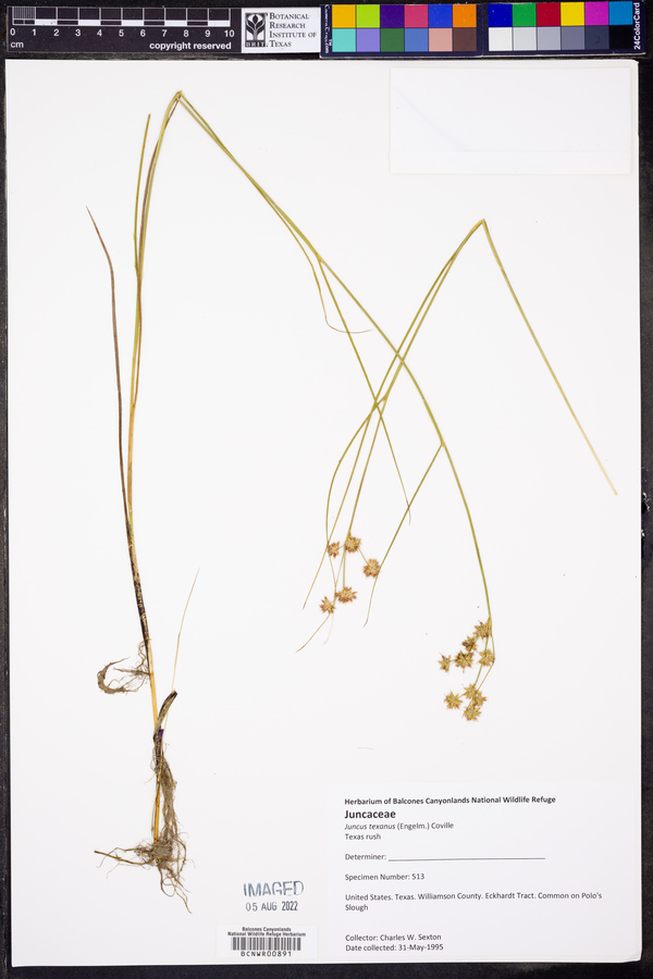 Juncus texanus image